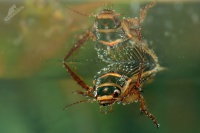 Potapnik vroubeny - Dytiscus marginalis - Great Diving Beetle 5259